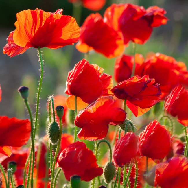 Poppy: Common Organic Seed