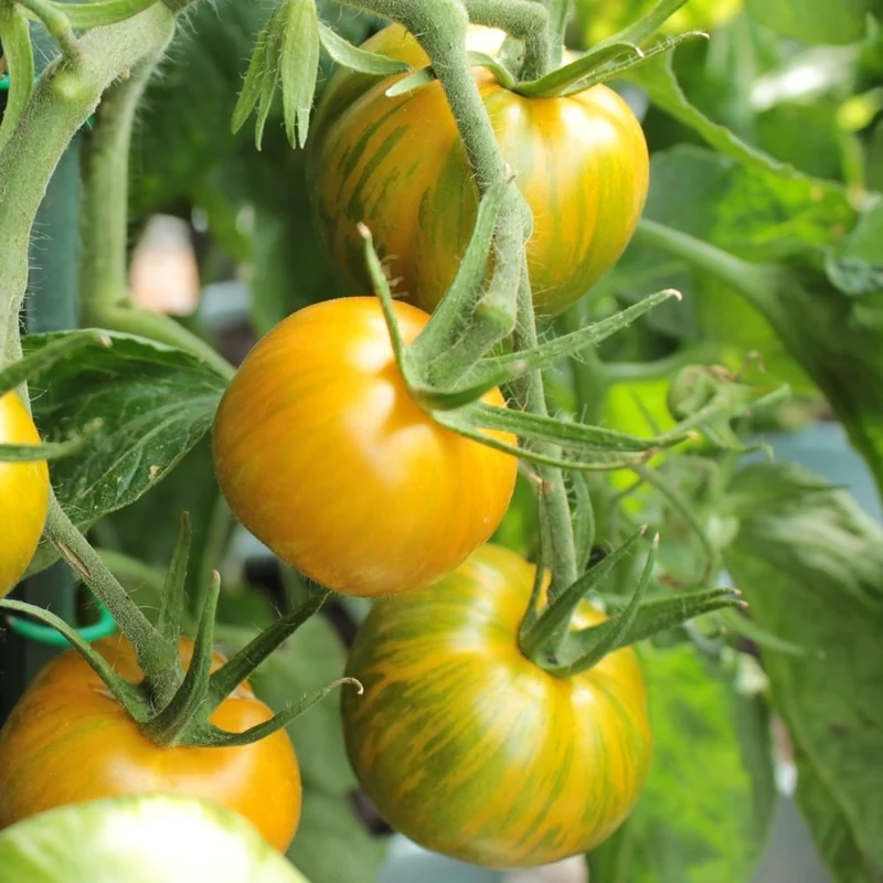 Green Zebra Tomatensamen