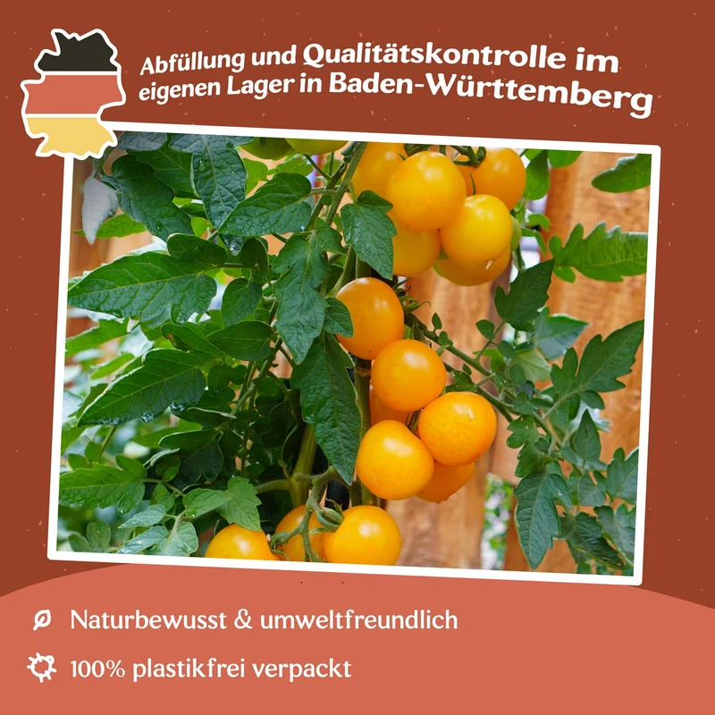Goldene Königin Tomatensamen