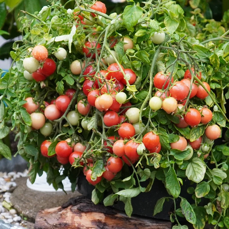 Gartenperle Tomatensamen