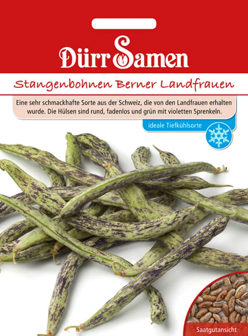 Stangenbohne Berner Landfrauen Saatgut