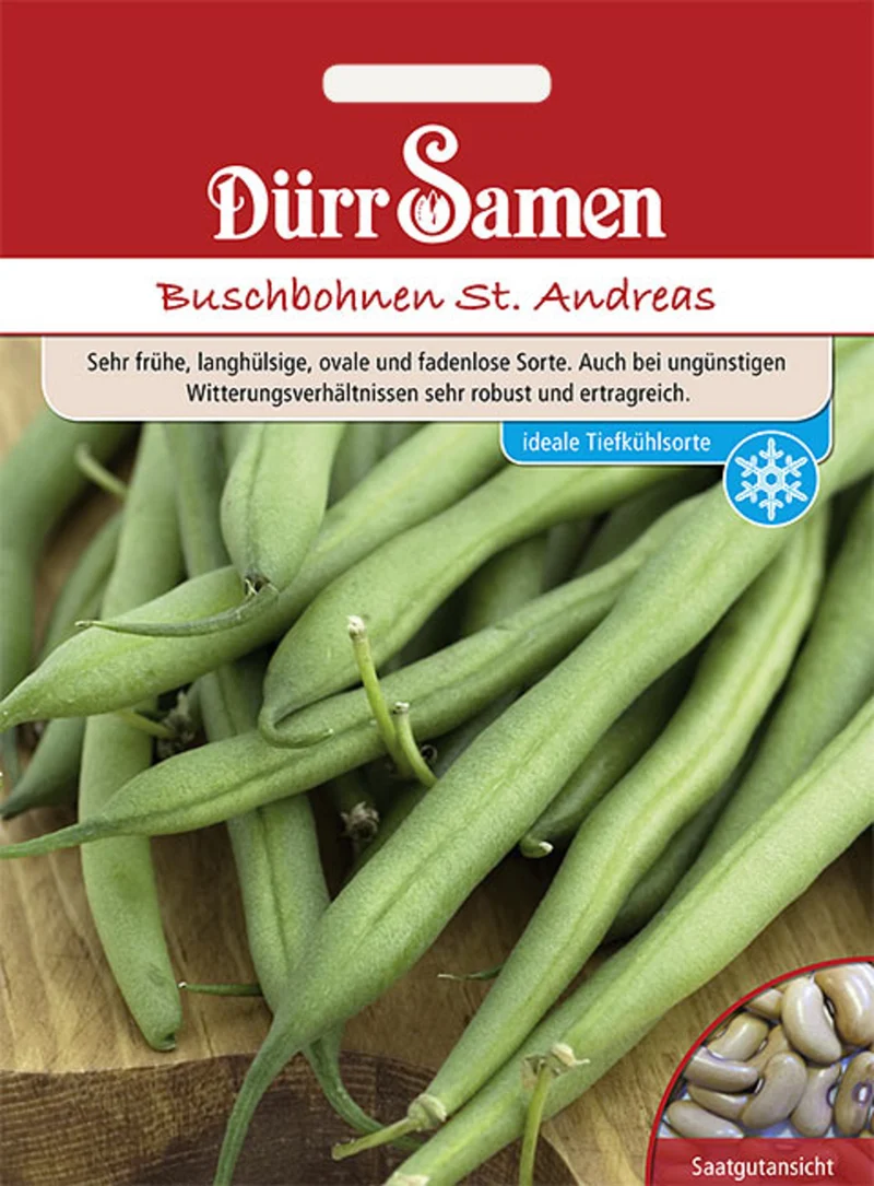 Buschbohne St Andreas Saatgut