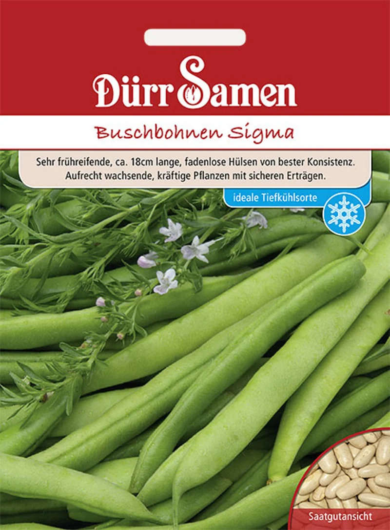 Buschbohne Sigma Saatgut
