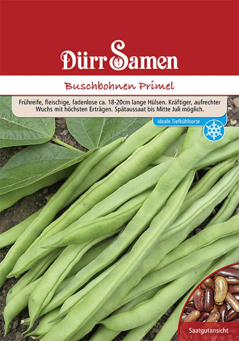 Buschbohne Primel 250 g Saatgut