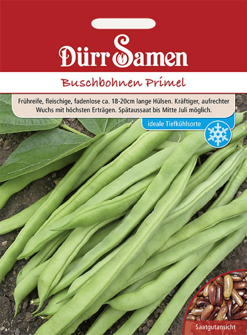 Buschbohne Primel Saatgut