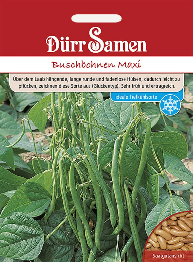 Buschbohne Maxi Saatgut