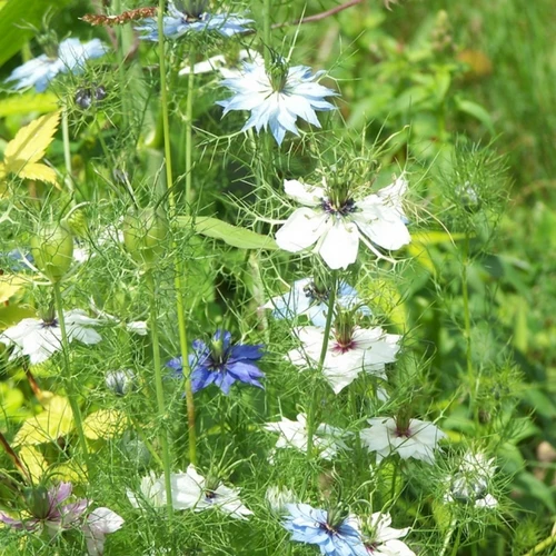 BIO Saatgut Jungfer im Grünen