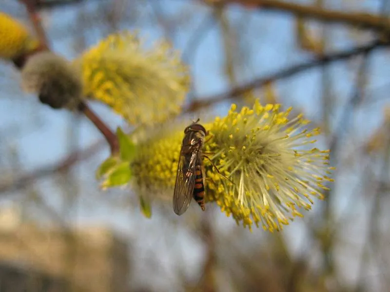 Sal-Weide 'männlich' (Salix caprea 'mas')