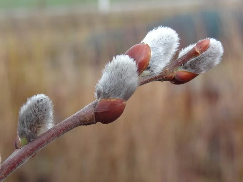 Sal-Weide 'männlich' (Salix caprea 'mas')