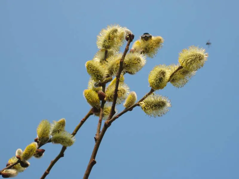 Sal-Weide 'männlich' (Salix caprea 'mas')