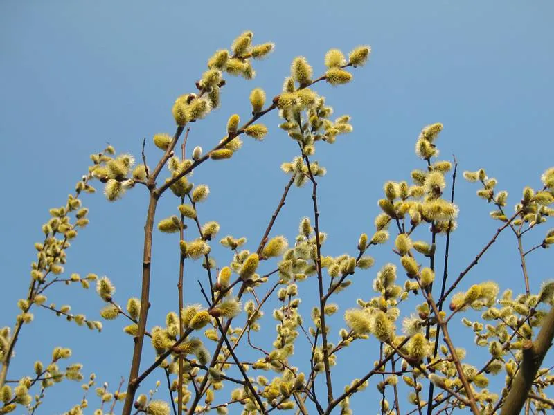 Sal-Weide 'männlich' (Salix caprea 'mas')