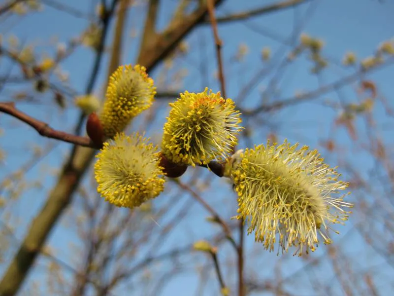 Sal-Weide 'männlich' (Salix caprea 'mas')