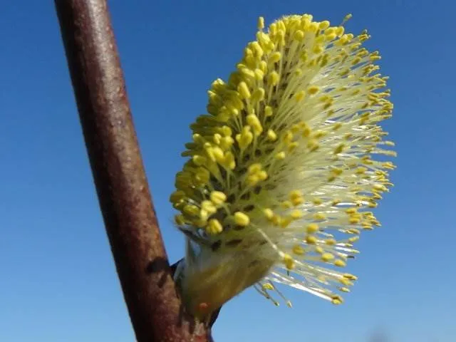 Sal-Weide 'männlich' (Salix caprea 'mas')