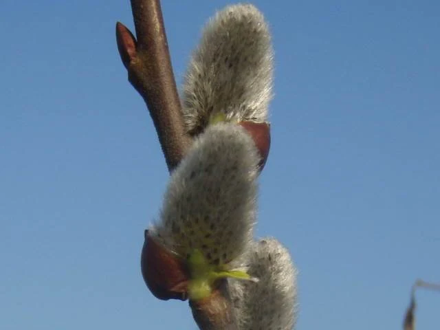 Sal-Weide 'männlich' (Salix caprea 'mas')