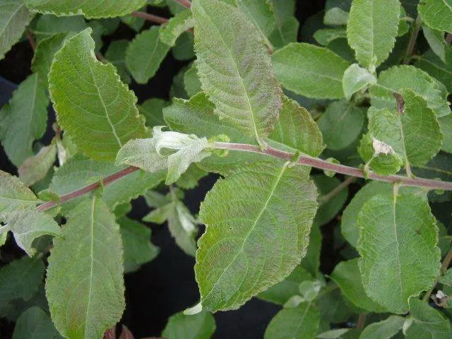 Sal-Weide 'männlich' (Salix caprea 'mas')