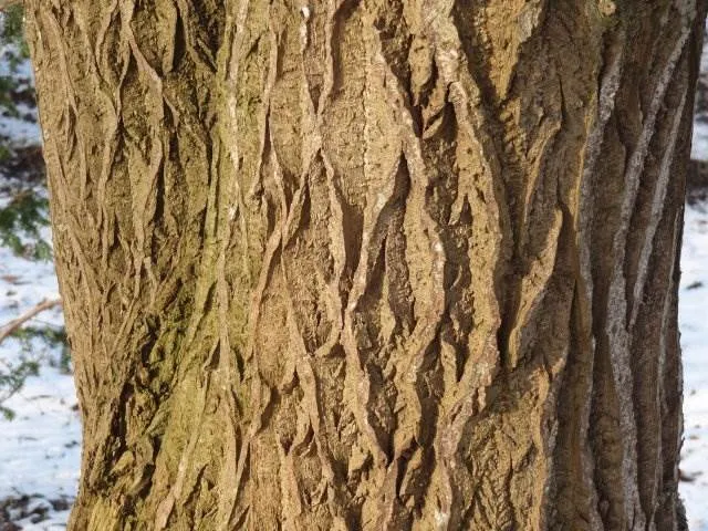 Sal-Weide 'männlich' (Salix caprea 'mas')