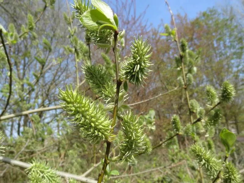 Sal-Weide 'weiblich' (Salix Caprea)