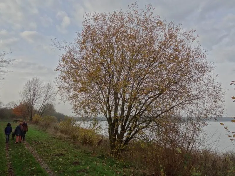 Sal-Weide 'weiblich' (Salix Caprea)