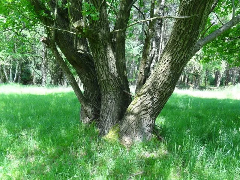 Sal-Weide 'weiblich' (Salix Caprea)