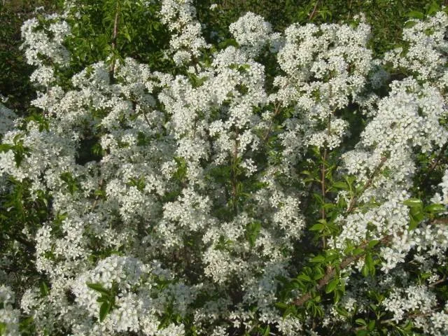 Steinweichsel (Prunus mahaleb)