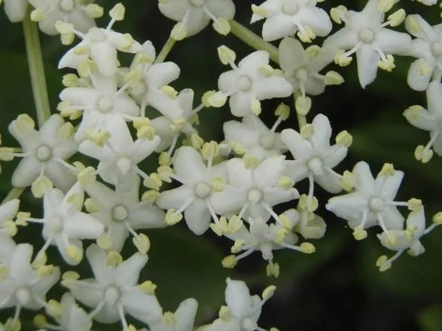 Steinweichsel (Prunus mahaleb)