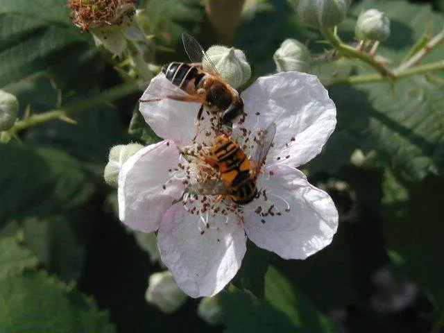 Wilde Brombeere (Rubus fruticosus)