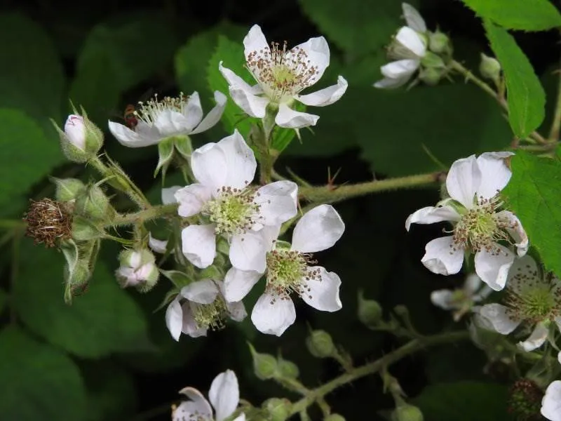 Wilde Brombeere (Rubus fruticosus)