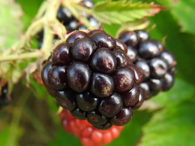 Wilde Brombeere (Rubus fruticosus)