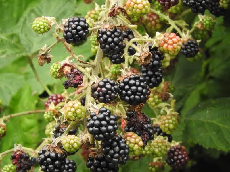 Wilde Brombeere (Rubus fruticosus)