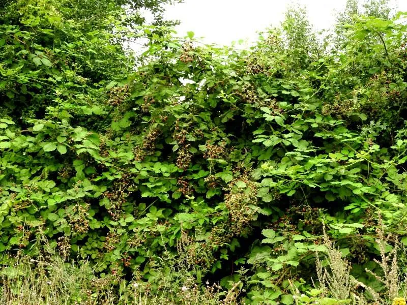 Wilde Brombeere (Rubus fruticosus)