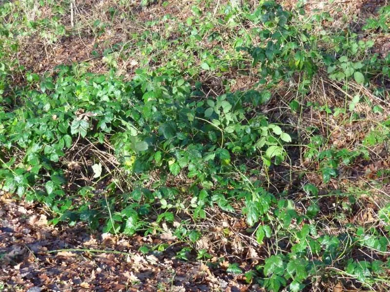 Wilde Brombeere (Rubus fruticosus)