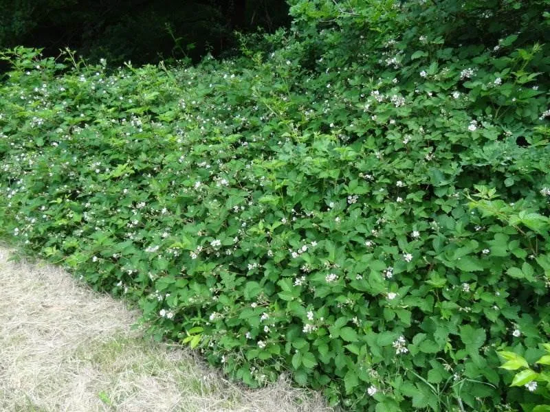 Wilde Brombeere (Rubus fruticosus)