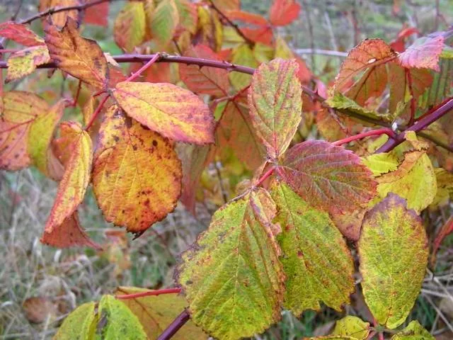 Wilde Brombeere (Rubus fruticosus)