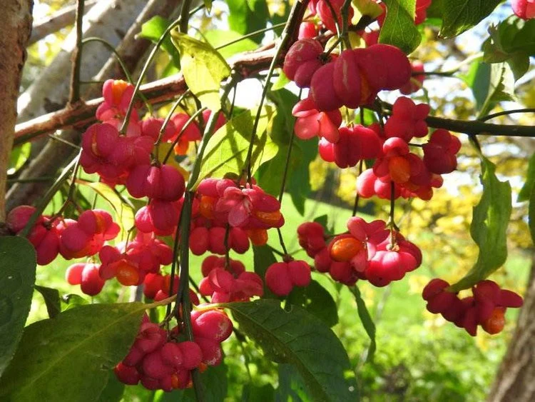 Gewöhnliches Pfaffenhütchen (Euonymus europaeus)