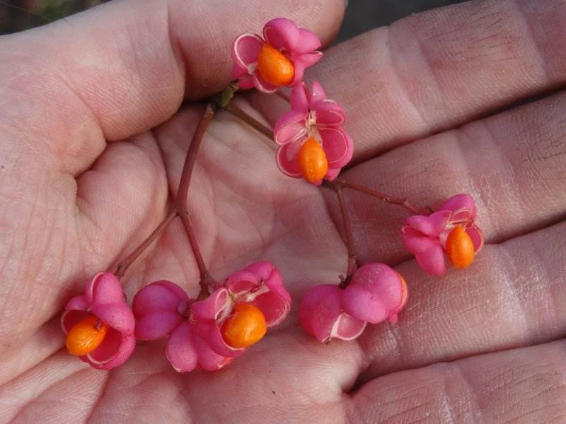 Gewöhnliches Pfaffenhütchen (Euonymus europaeus)