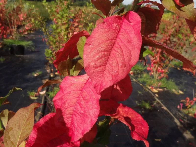 Gewöhnliches Pfaffenhütchen (Euonymus europaeus)