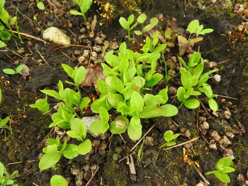 Gewöhnliches Pfaffenhütchen (Euonymus europaeus)
