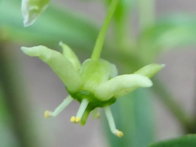 Gewöhnliches Pfaffenhütchen (Euonymus europaeus)