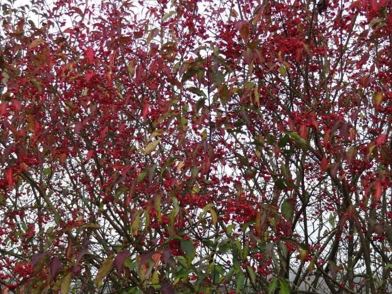 Gewöhnliches Pfaffenhütchen (Euonymus europaeus)