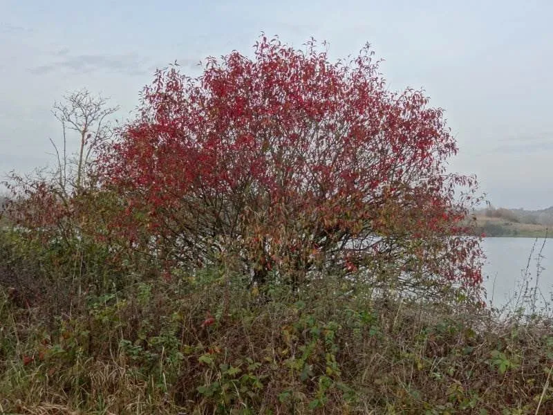 Gewöhnliches Pfaffenhütchen (Euonymus europaeus)