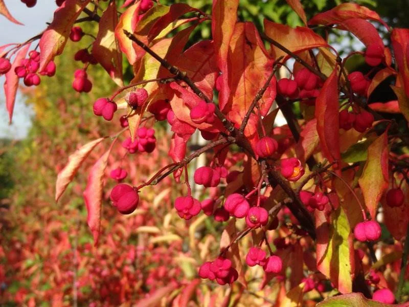 Gewöhnliches Pfaffenhütchen (Euonymus europaeus)