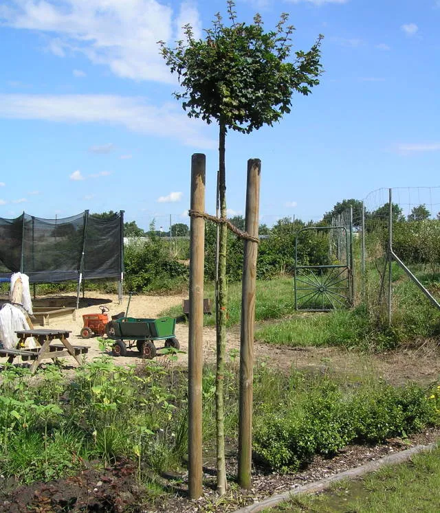 Kugelfeldahorn "Nanum" (Acer campestre "Nanum")