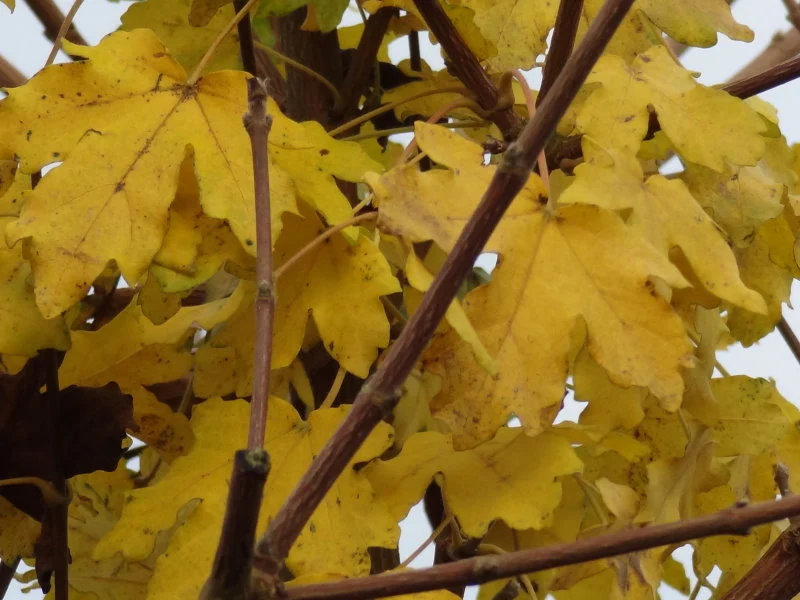 Kugelfeldahorn "Nanum" (Acer campestre "Nanum")