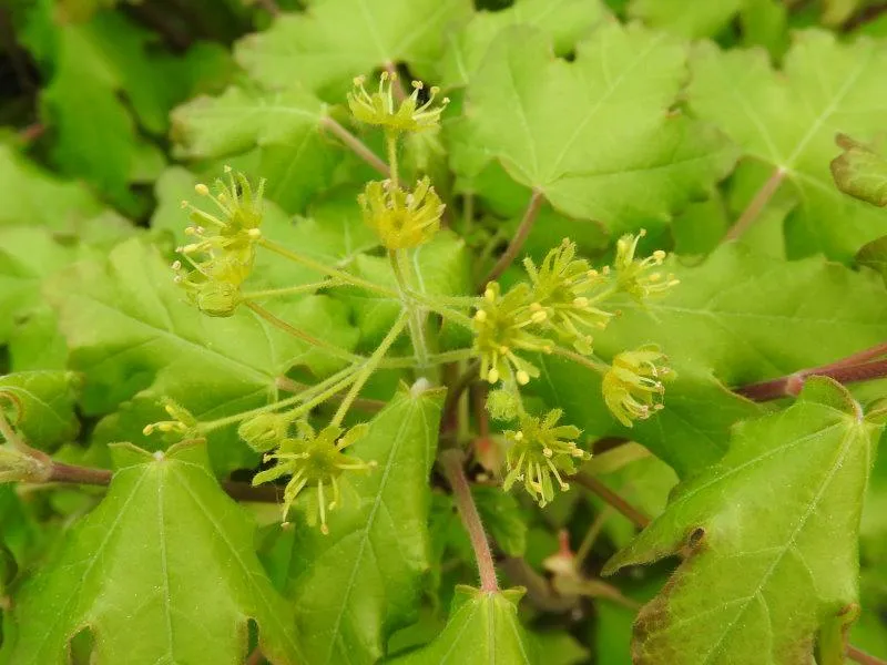 Kugelfeldahorn "Nanum" (Acer campestre "Nanum")