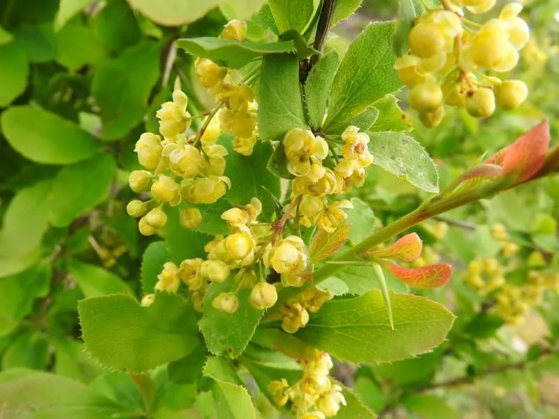 Berberitze (Berberis vulgaris)