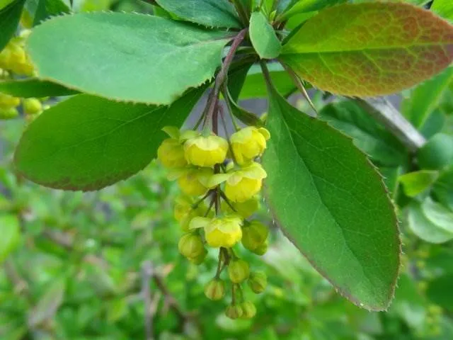 Berberitze (Berberis vulgaris)