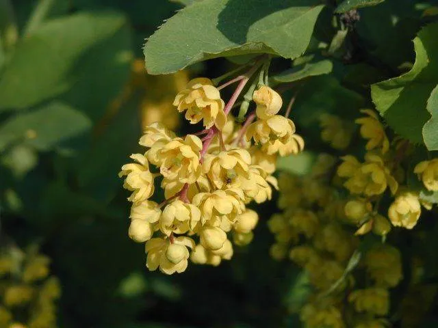 Berberitze (Berberis vulgaris)