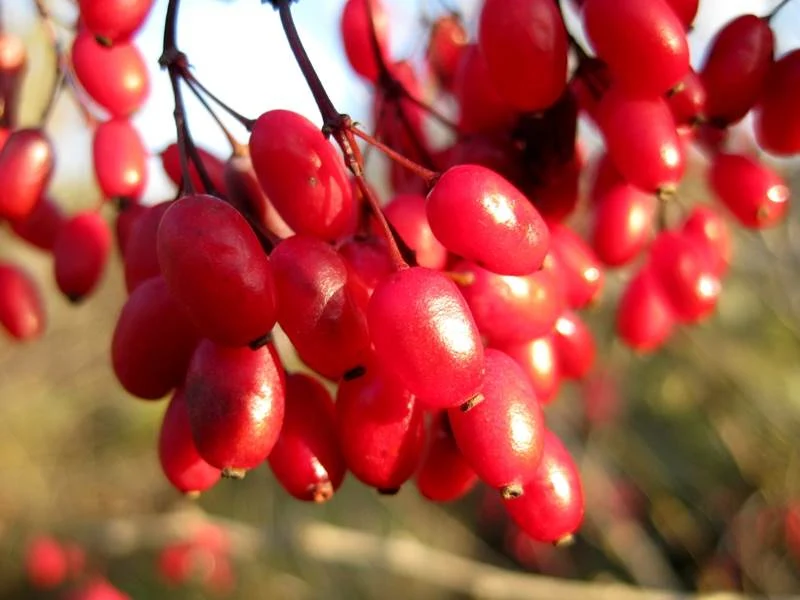 Berberitze (Berberis vulgaris)