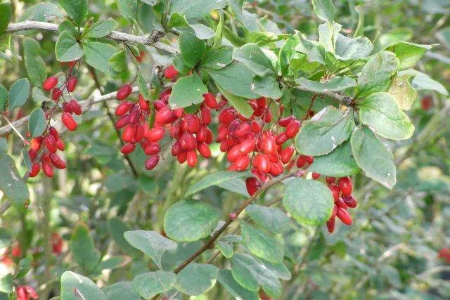 Berberitze (Berberis vulgaris)