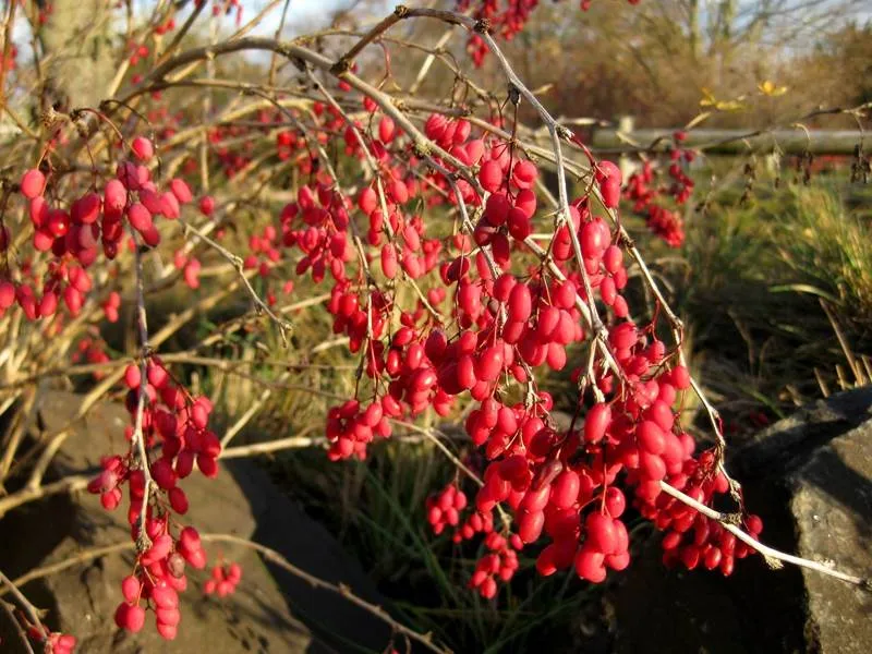 Berberitze (Berberis vulgaris)